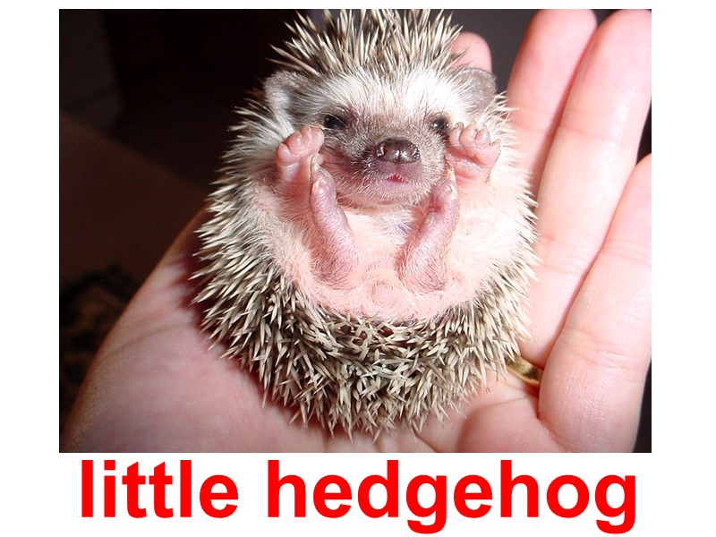 little hedgehog